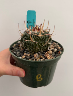 Stenocactus phyllacanthus v. violaciflorus 5" Pot B
