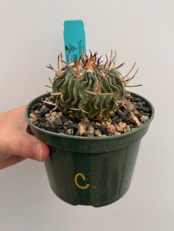 Stenocactus phyllacanthus v. violaciflorus 5" Pot C