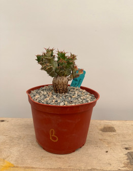 Euphorbia species 6" Pot B