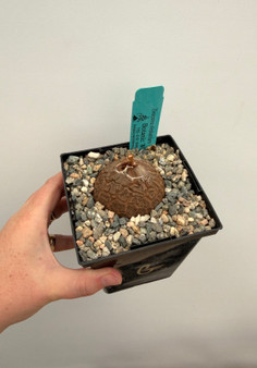 Dioscorea elephantipes 5" Pot C