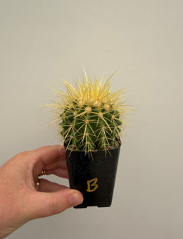 Echinocereus grusonii 2" Pot B - hard grown seedling