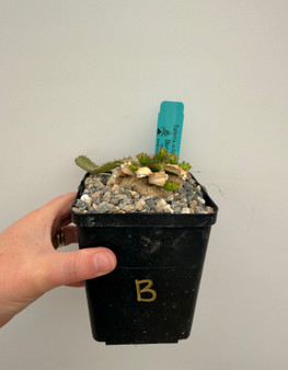Euphorbia stellata 5" Pot B