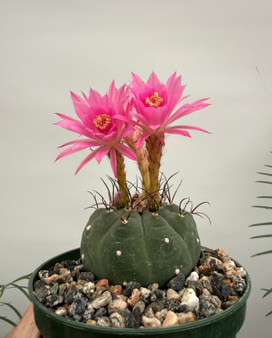 Matucana madisoniorum 5" Pot