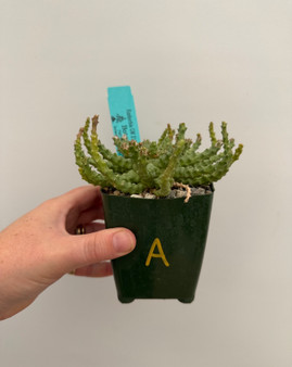 Euphorbia GM211 3.5" Pot A