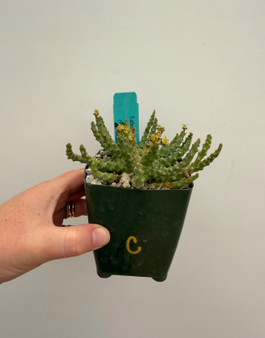 Euphorbia GM211 3.5" Pot C