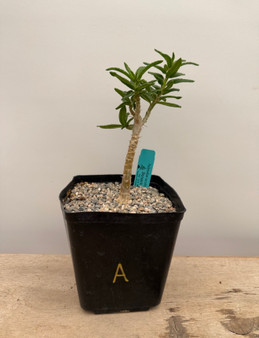 Pachypodium bispinosum x succulentum 6" Pot A