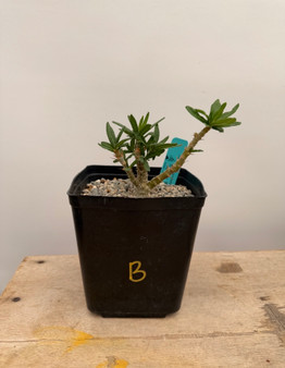 Pachypodium bispinosum x succulentum 6" Pot B