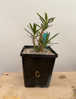 Pachypodium bispinosum x succulentum 6" Pot C