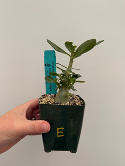 Adenium hybrid 3.5" Pot E