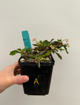 Euphorbia millii x decaryi 5" Pot A