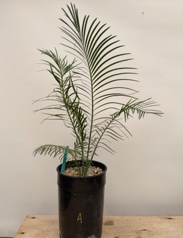 Macrozamia (johnsonii x macdonnellii) x macdonnellii (3/4) 1 Gallon Pot A