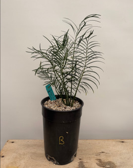 Macrozamia (johnsonii x macdonnellii) x macdonnellii (3/4) 1 Gallon Pot B