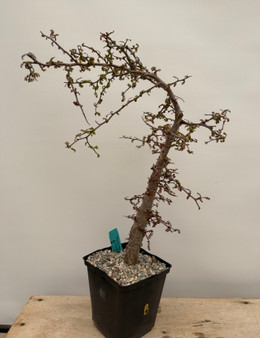 Operculicarya decaryi 6" Pot B