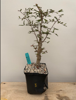 Operculicarya decaryi 6" Pot E