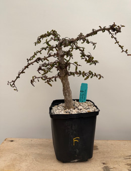 Operculicarya decaryi 6" Pot F