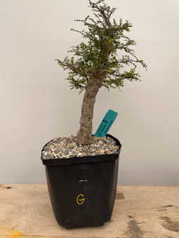 Operculicarya decaryi 6" Pot G