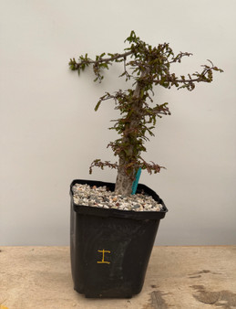 Operculicarya decaryi 6" Pot I
