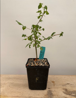 Commiphora sp. "Tanzania" 5" Pot F