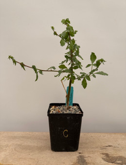 Commiphora sp. "Tanzania" 5" Pot C