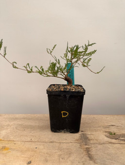 Operculicarya hyphaenoides 5" Pot D - Root cutting