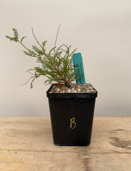 Operculicarya hyphaenoides 5" Pot B - Root cutting