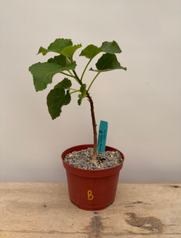 Ficus tettensis 6" Pot B
