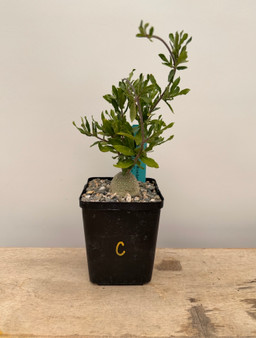 Fockea crispa 5" Pot C