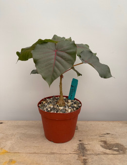 Ficus petiolaris 6" Pots