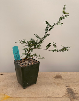 Operculicarya decaryi 3.5" Pots