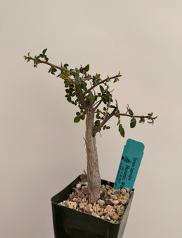 Bursera fagaroides 3.5" Pots