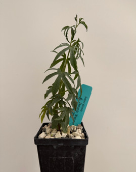 Ipomoea platensis 3.5" Pots