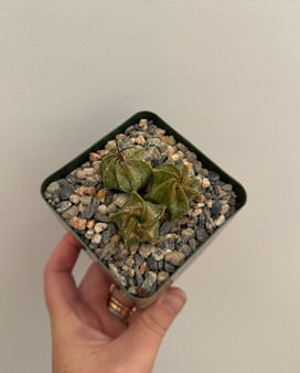 Astrophytum capricorne 3.5" Pots