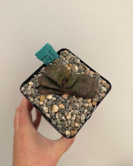 Gasteria armstrongii x batesiana 5" Pot