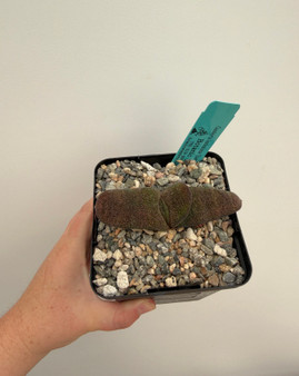 Gasteria batesiana 'Barberton' 5" Pot