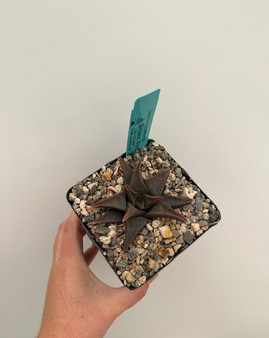 Haworthia koelmanniorum 5" Pot