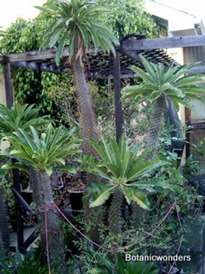 Growing Pachypodiums