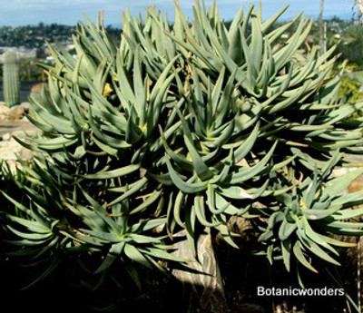 Aloe dichotoma