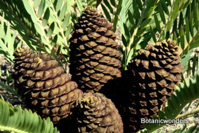 Cycad Cones  Their Beauty and Diversity 