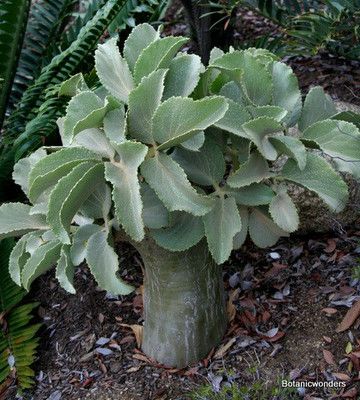 Cyphostemma juttae  and  Cyphostemma currorii