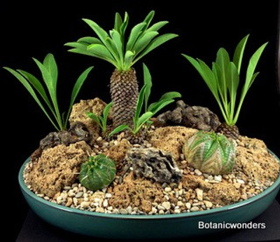 Creating a Succulent Bonsai Scene