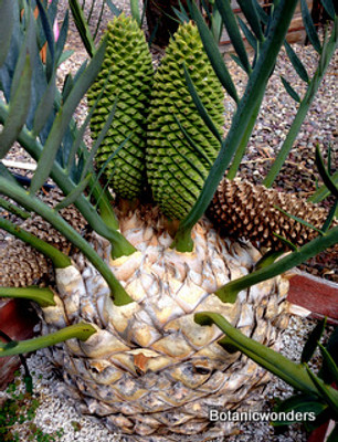 Encephalartos trispinosus