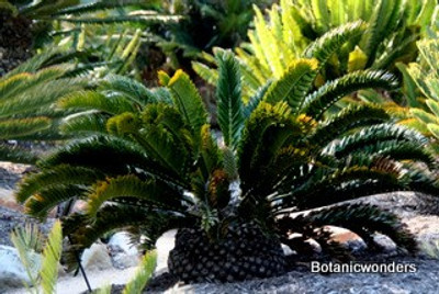 Encephalartos latifrons