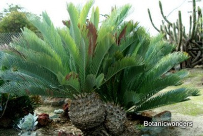 Encephalartos princeps
