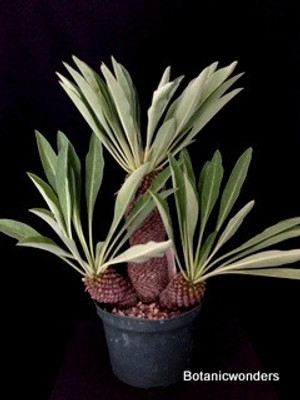 Euphorbia bupleurifolia