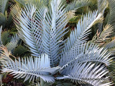 Encephalartos lehmannii