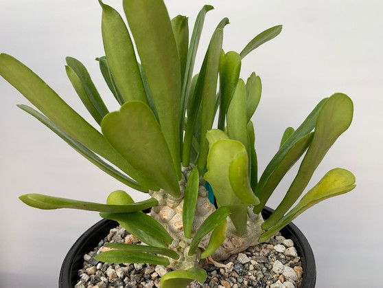 Euphorbia poissonii 1.5 Gallon Pot A - Multi-branched specimen!