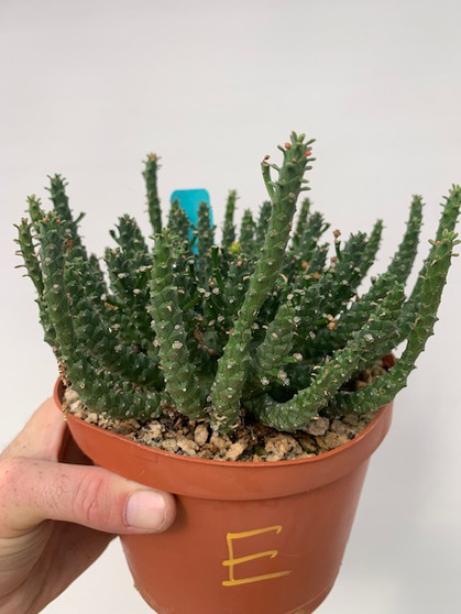Euphorbia medusoid hybrid 6" Pot E