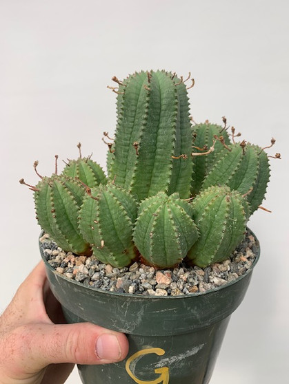 Euphorbia hybrid 6" Pot G