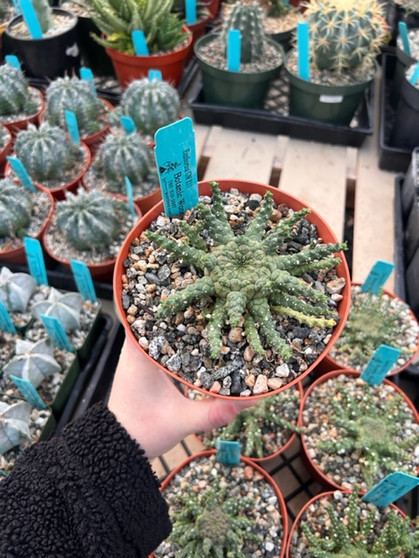 Euphorbia GM211 6" pot