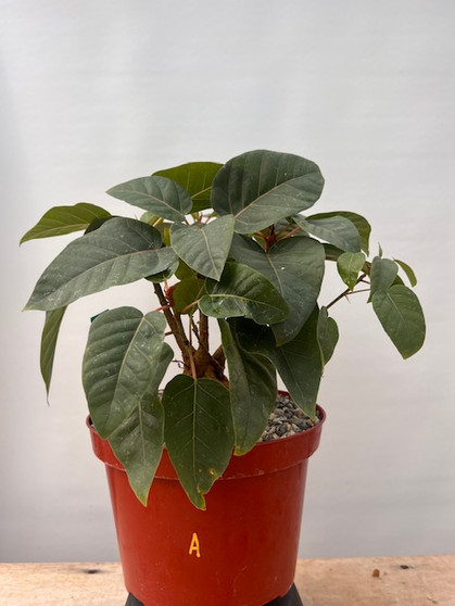 Ficus brandeegei 8" Pot A - Beautiful Mexican Rock Fig